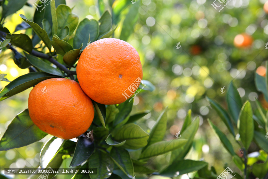 树上成熟的橘子