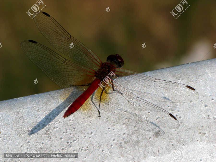 野外的一只红蜻蜓