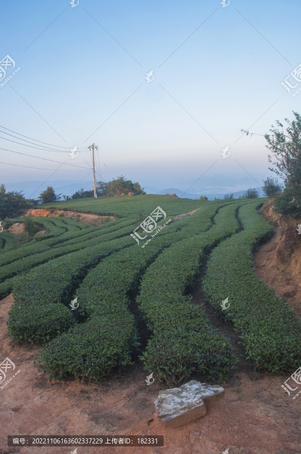 福建有机茶茶田