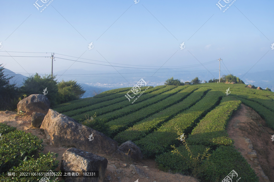 乌龙茶茶山风景