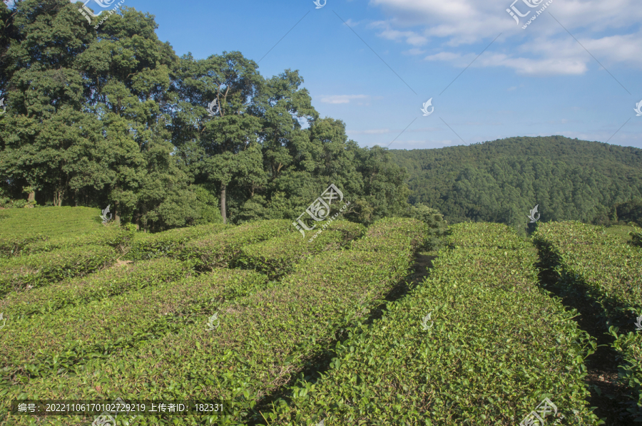 高山茶园自然景观