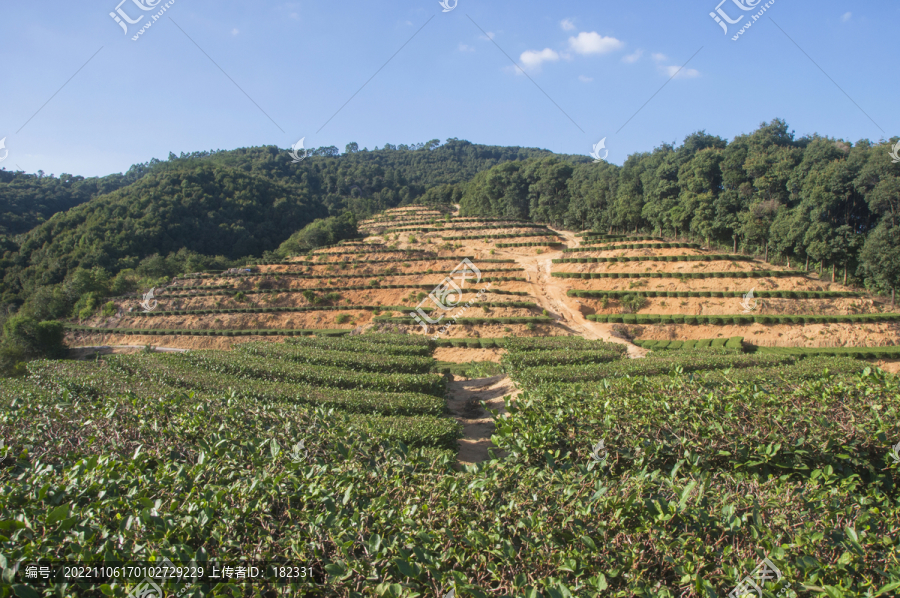 高山乌龙茶茶山风景