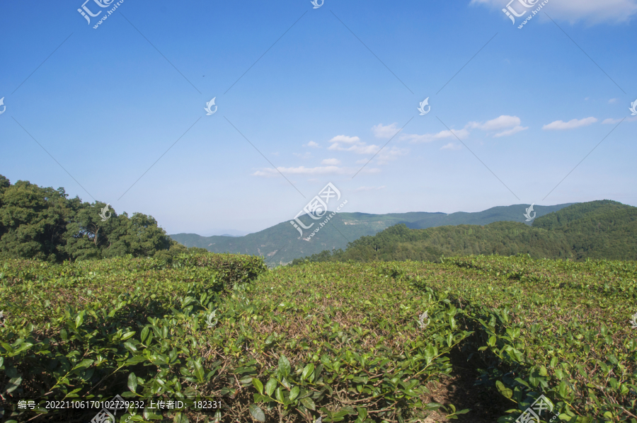 高山生态茶茶叶基地