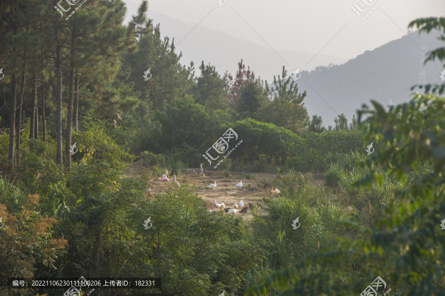 高山家禽养殖场