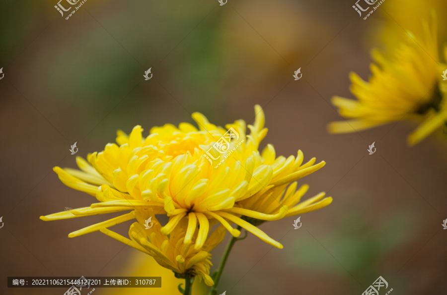 药用菊花