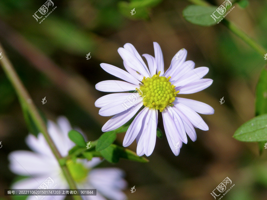 野生马兰的开花期