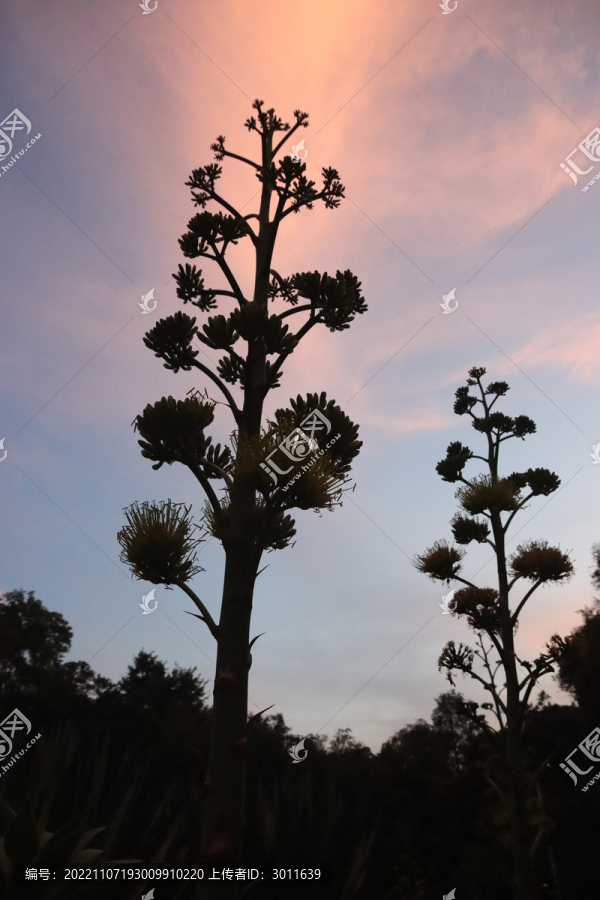 花朵剪影