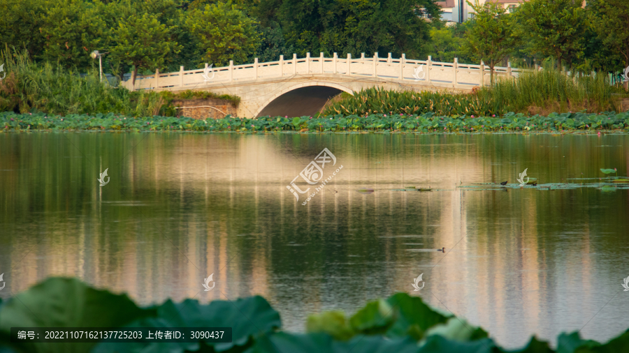 白桥顾影怜黑鸭径自游