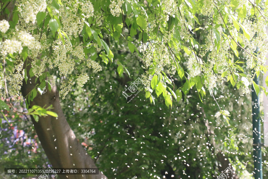 槐花树