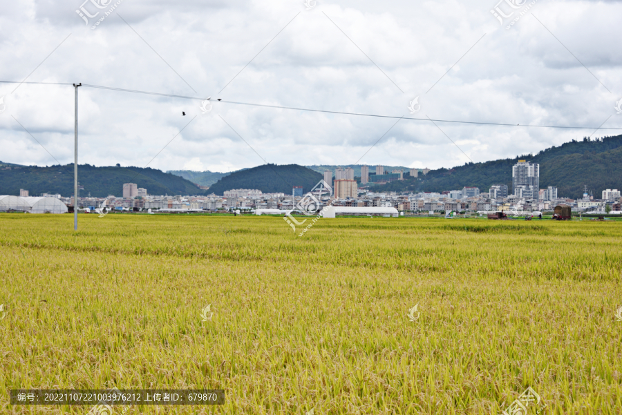 稻田