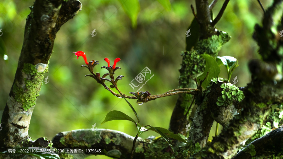 古茶树