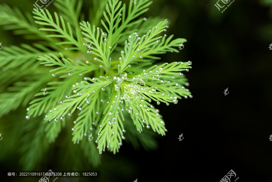 狐尾绿藻水草露水微距