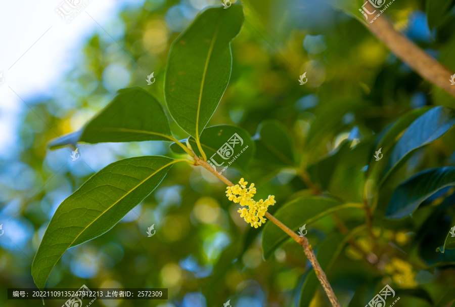 桂花