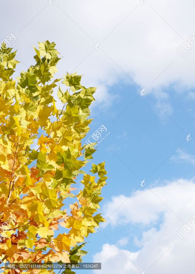 秋日树叶与天空