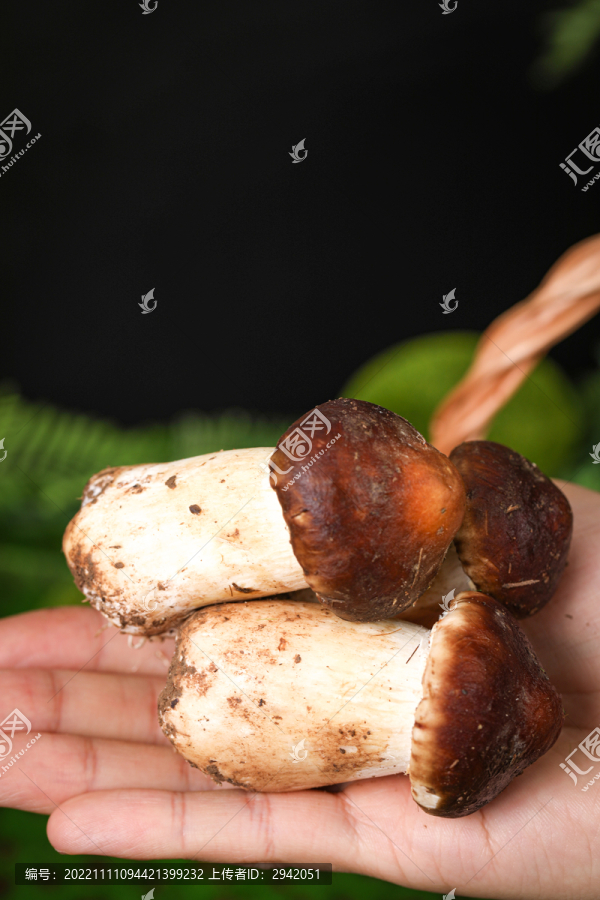 新鲜松茸菇