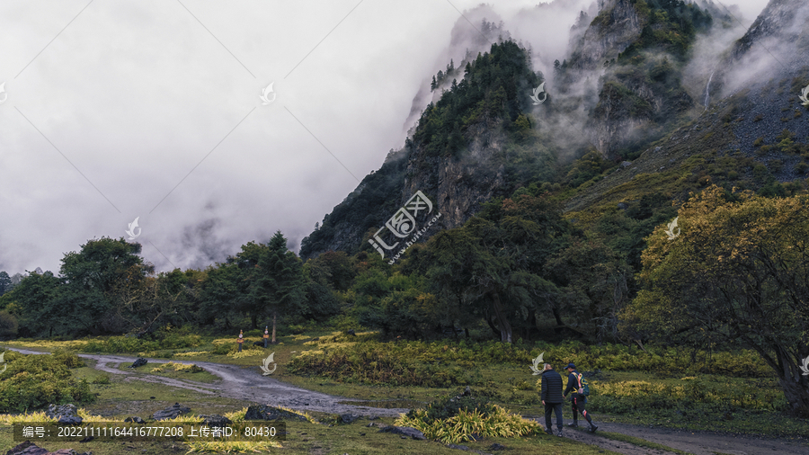 雨崩冷杉林