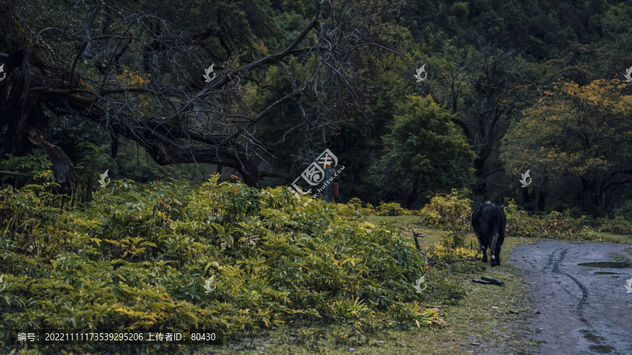 云南雨崩神瀑徒步道