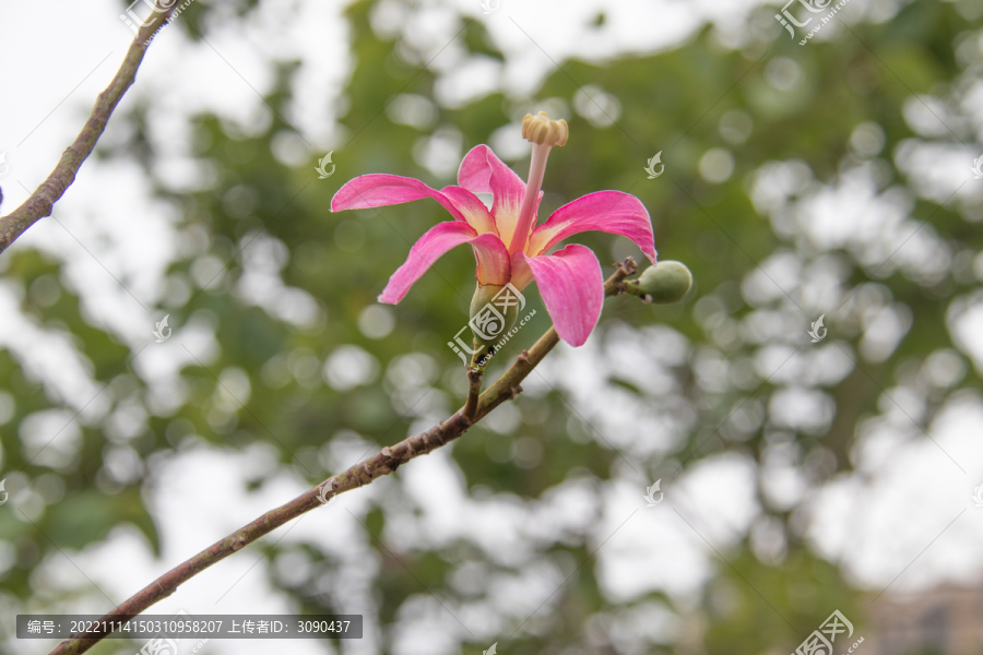 美丽异木棉花蕾花朵