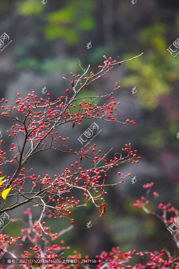 黄山自然风景区山上的红色浆果