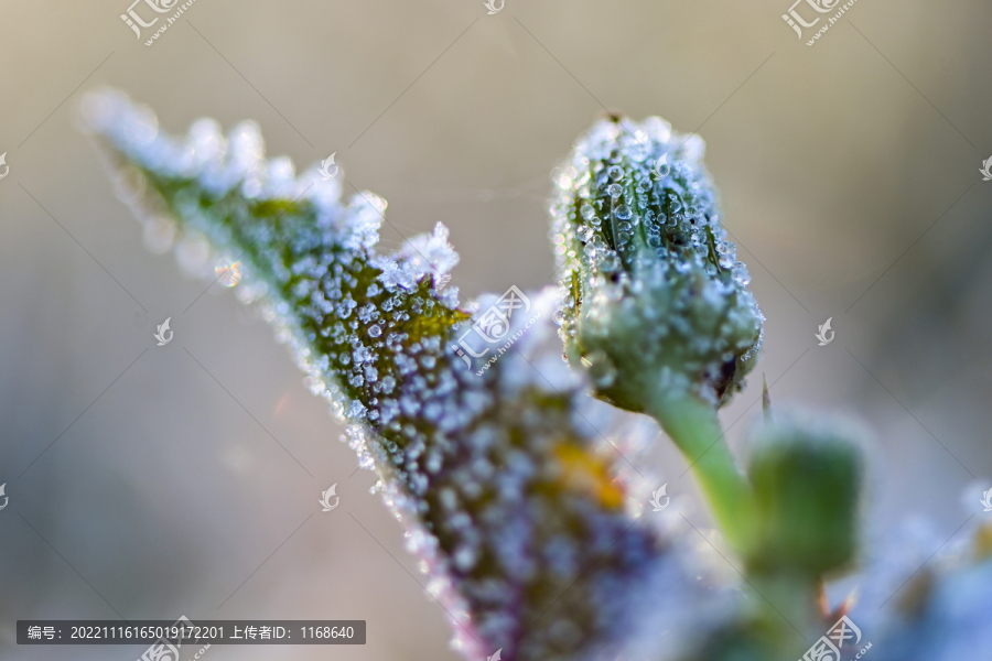 植物结霜
