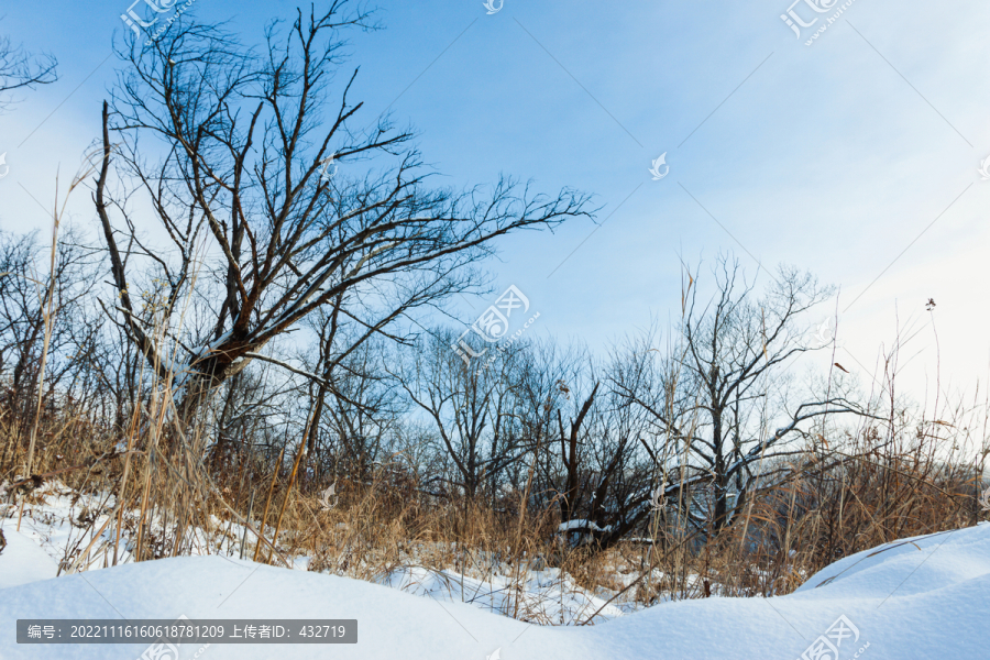 冬季雪地田野枯树