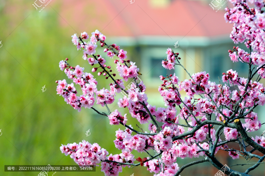 小区里的碧桃花