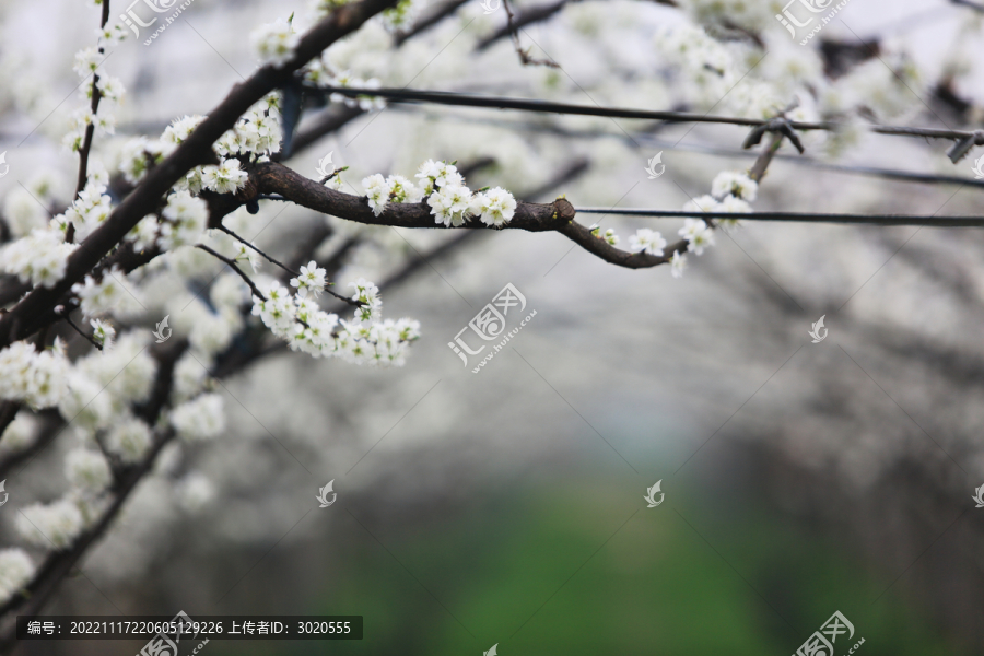 果树桃园花开