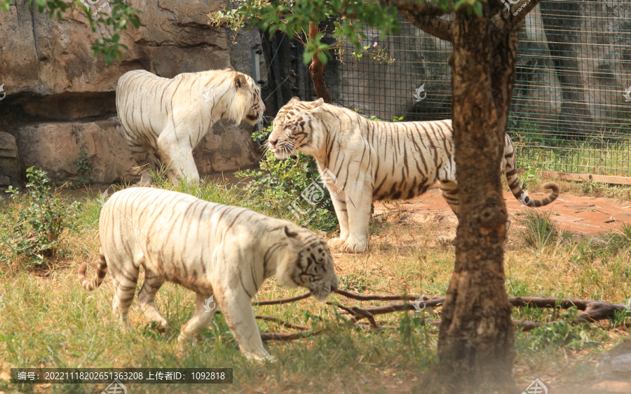 动物园的白虎