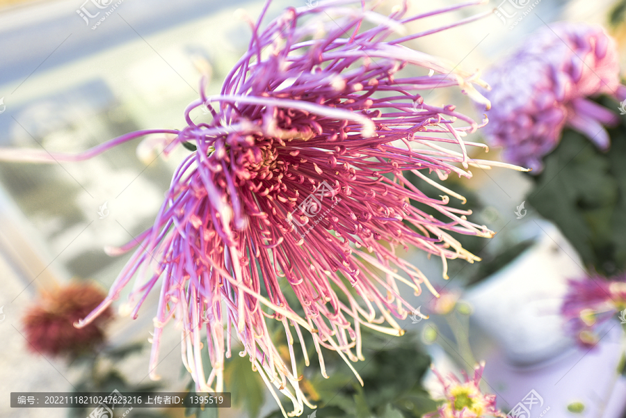 菊花特写