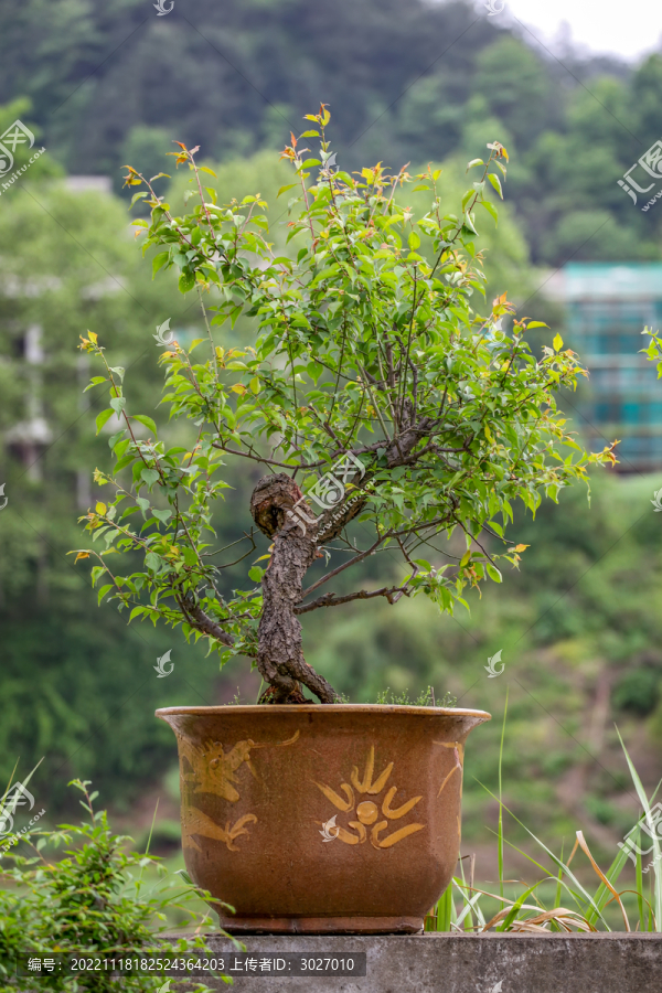 歙县练江风光徽派盆景