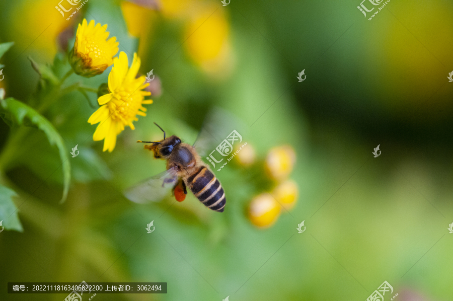 蜜蜂菊花