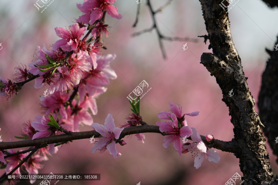 桃花