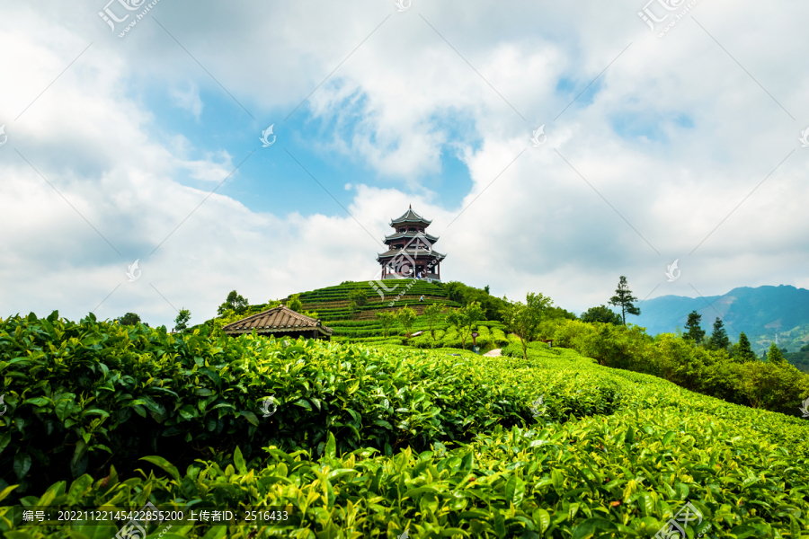 广西布央仙人山茶山茶园茶叶