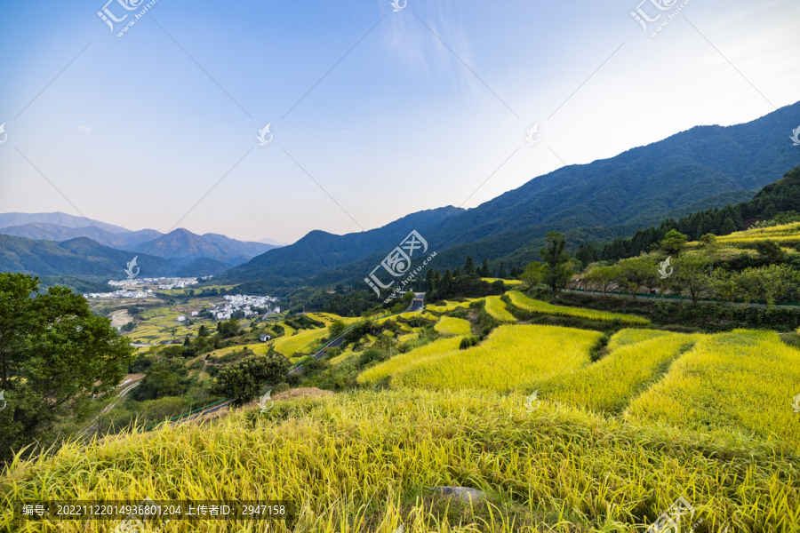 江西婺源江岭秋季梯田风光