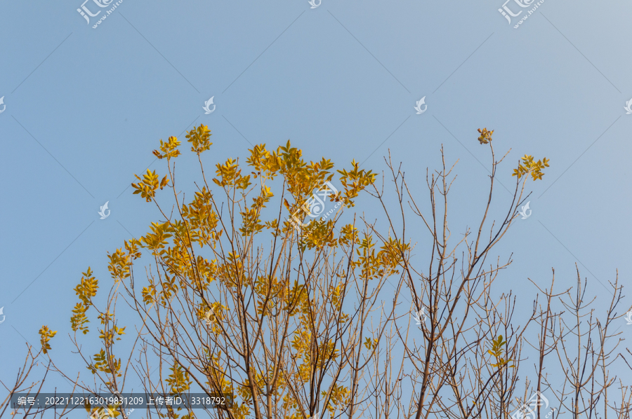 秋天蓝天下的树枝和黄叶