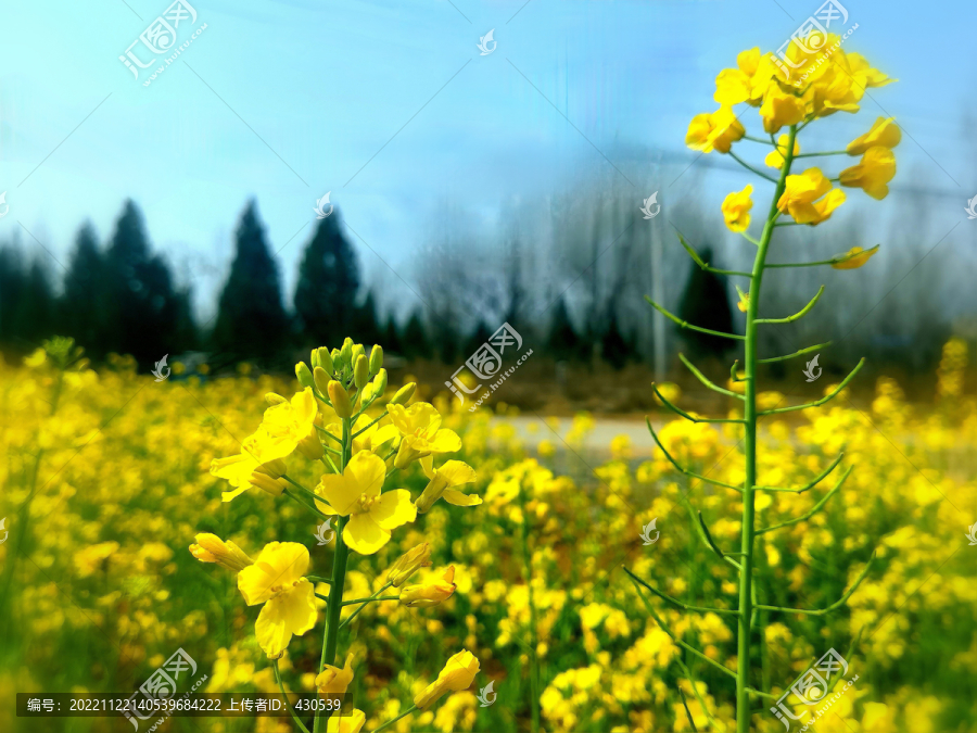 油菜花摄影照片