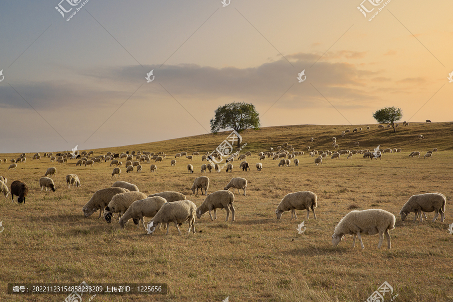 乌兰布统大草原的羊群10