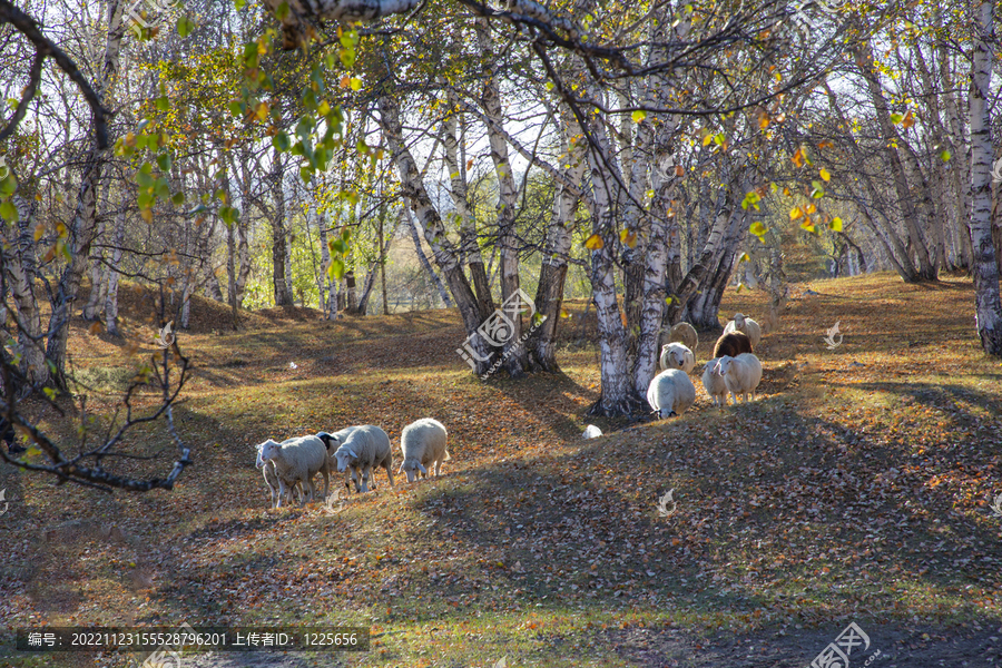 乌兰布统大草原的羊群102