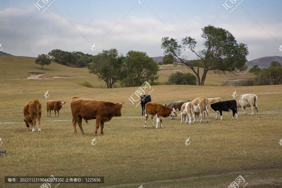 乌兰布统大草原的牛群3