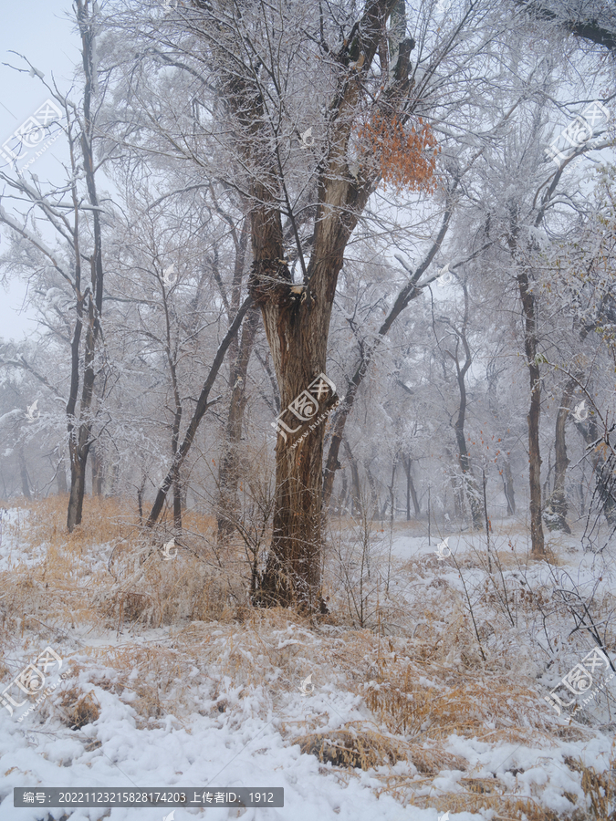 冬雪