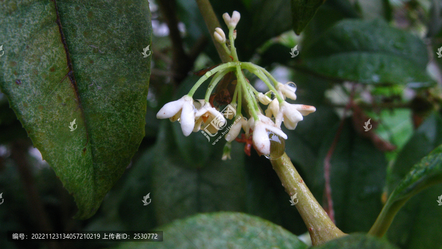 秋深一滴桂花雨