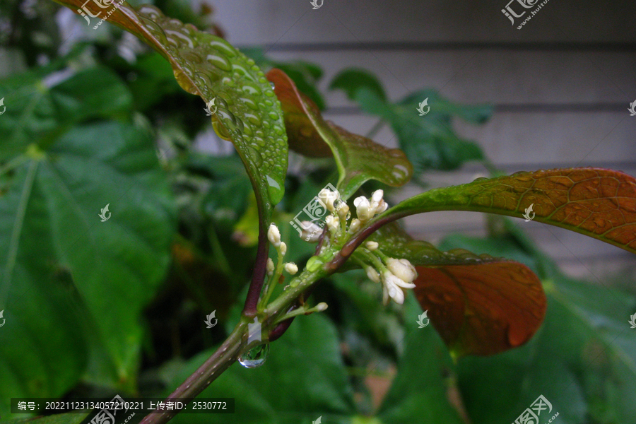 点点滴滴桂花雨