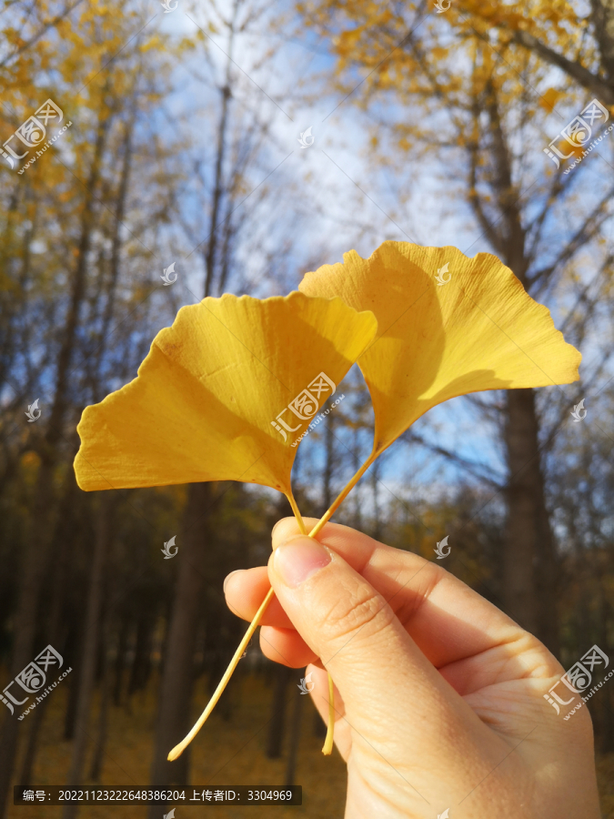 秋天树林背景下的两银杏树叶