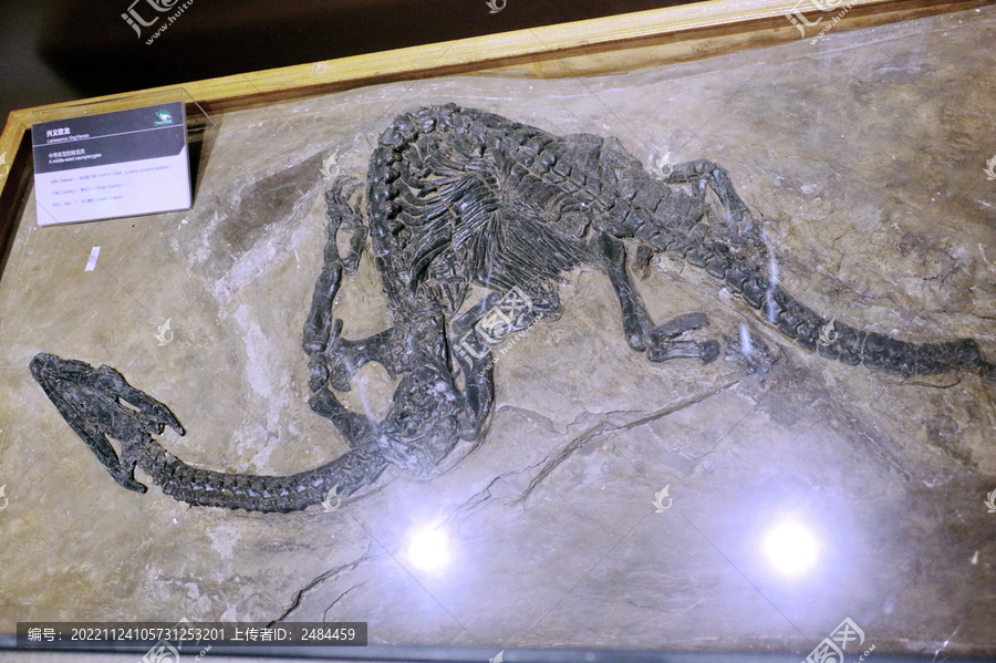 兴义欧龙骨骼化石标本