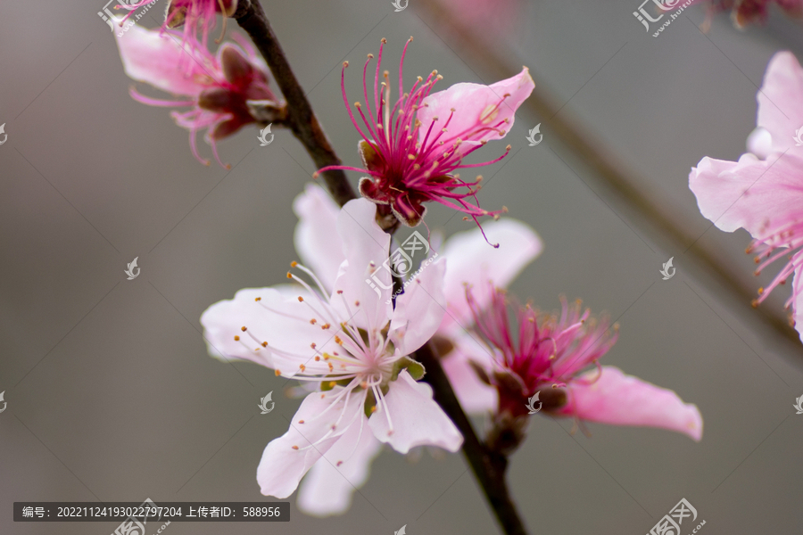 桃花特写