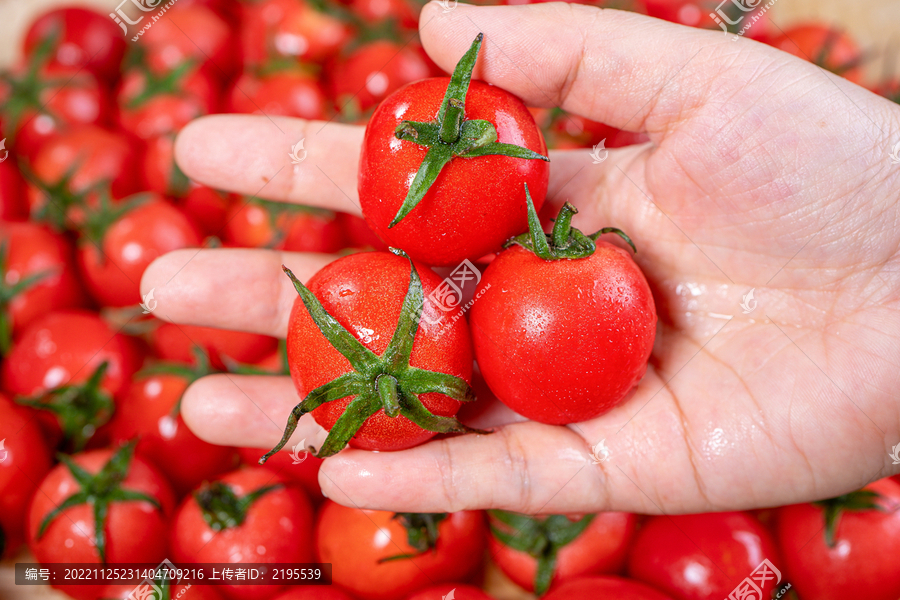 新鲜小番茄