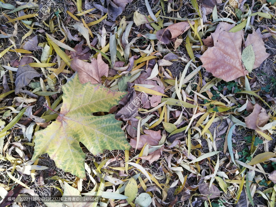 秋天柳树叶落叶