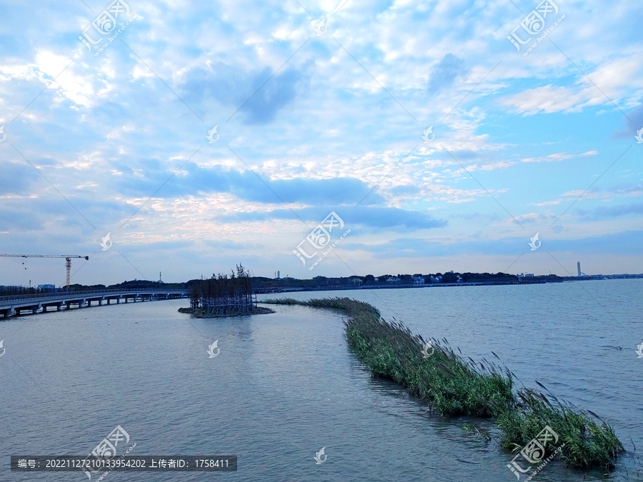 湿地湖泊芦苇堤坝