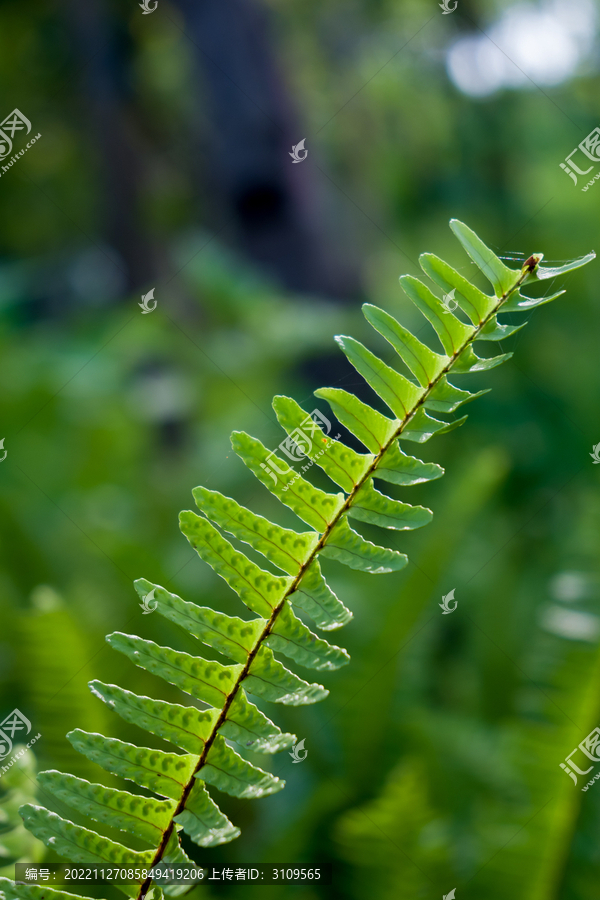 蕨类植物特写