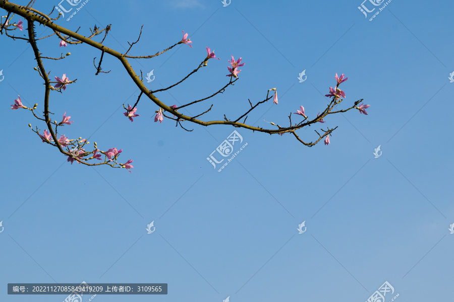 仰拍视角蓝天下异木棉花枝